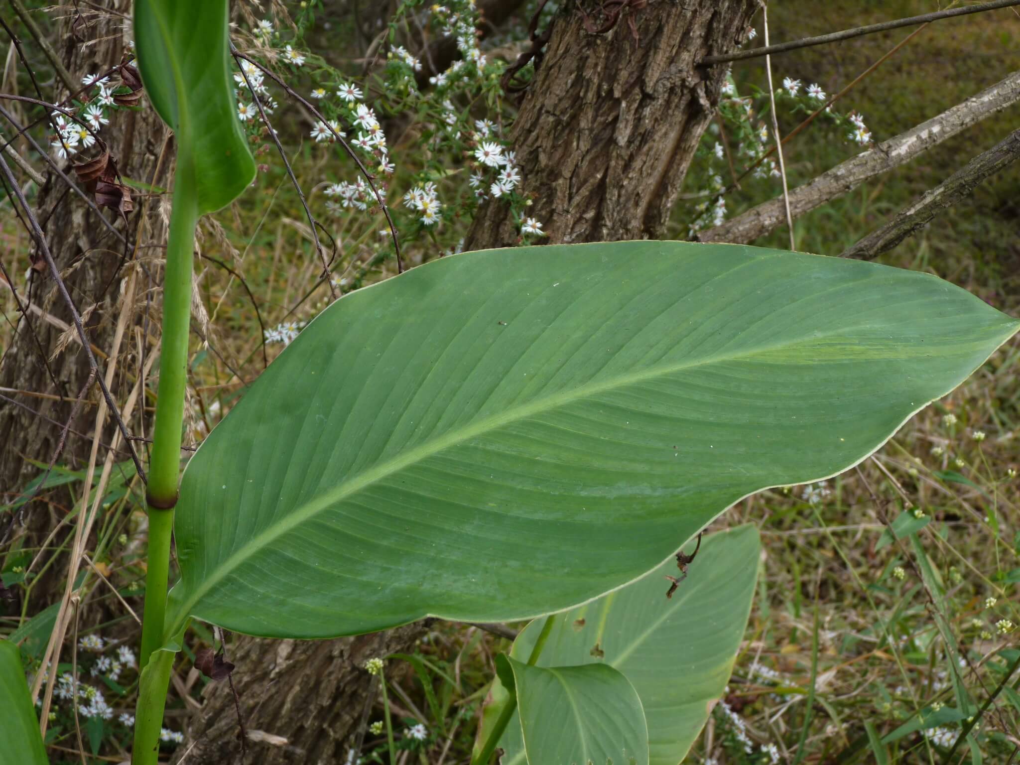 Canna indica